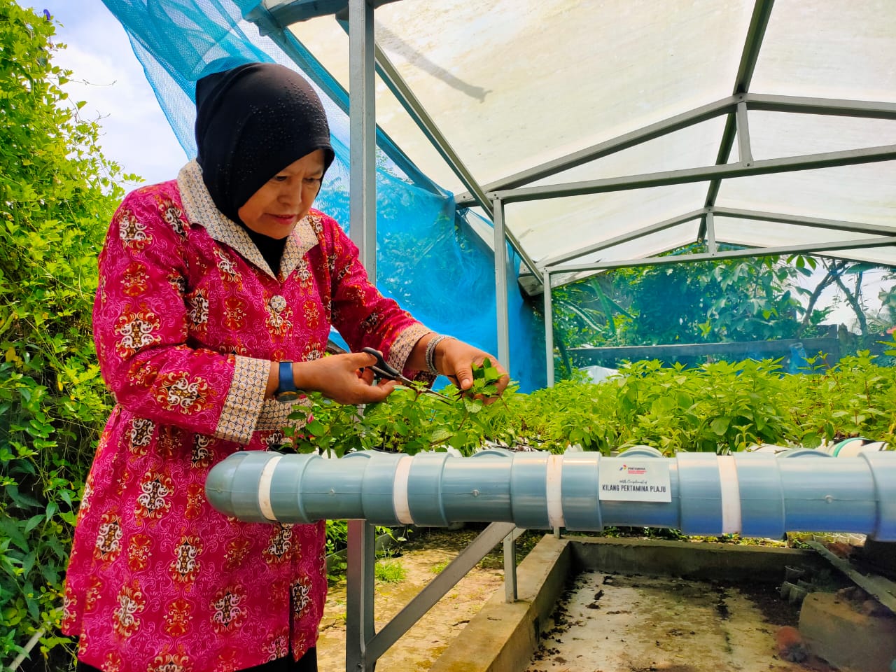 Jamiah saat memanen tanaman obat keluarga (toga) peppermint, di alat hidroponik yang merupakan bantuan dari program Kampung Pangan Inovatif Pertamina RU III Palembang  (Indodaily.co / Nefri Inge)