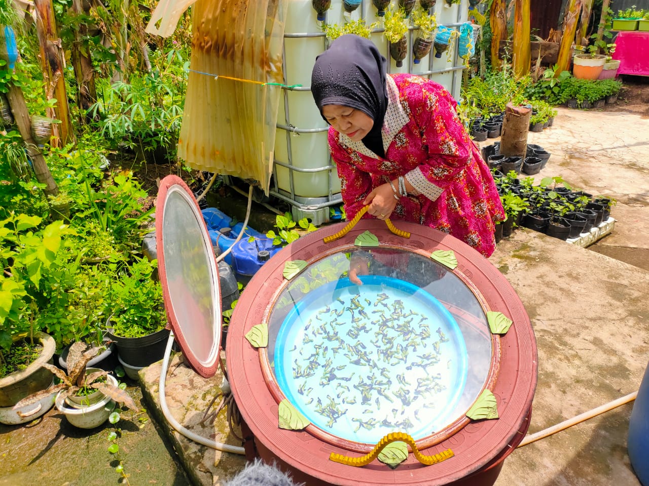 Jamiah (55), mitra binaan Pertamina RU III Plaju Palembang, sedang menjemur bunga telang menggunakan Solar Food Dehydrator, untuk menjadi bahan baku teh herbal (Nefri Inge / Indodaily.co)