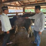 Panit 4 Ditreskrimsus Polda Sumsel, Ipda Hendri Prayuda saat mendatangi peternakan sapi potong