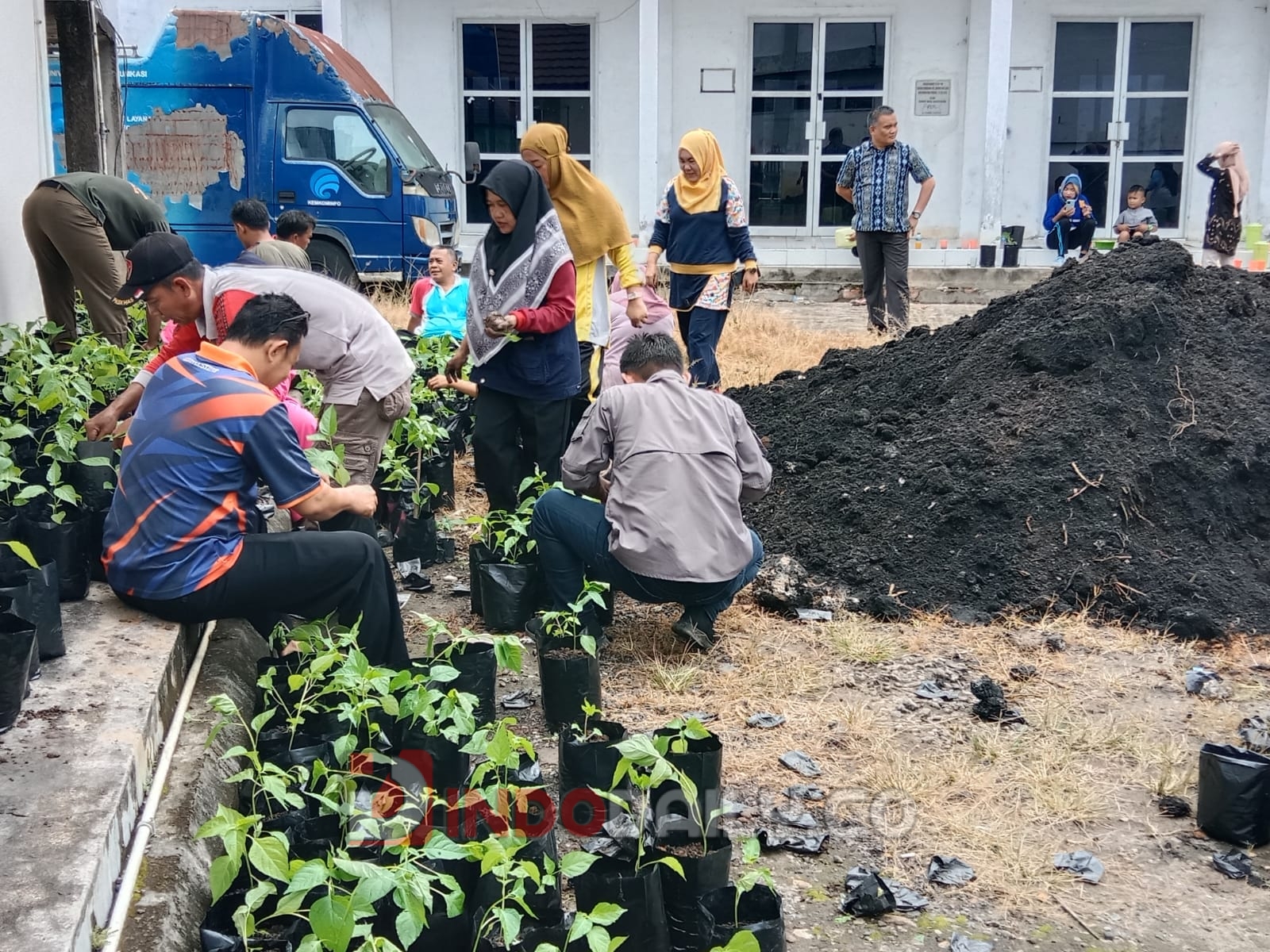 Penanaman bibit cabai di Kecamatan Batang Bahari Leko