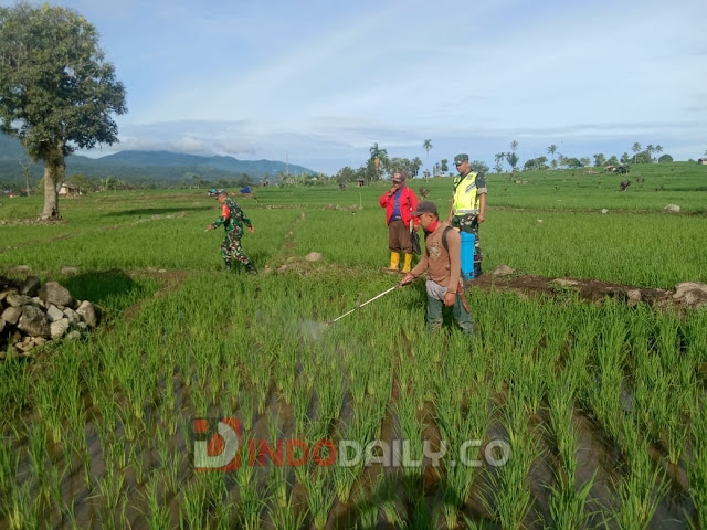 Babinsa Koramil 409-02/LS Kodim 0409/RL, Serda Noval Ruddy melakukan pendampingan penyemprotan tanaman, Rabu (18/1/2023)