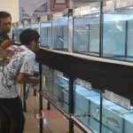 Sebanyak 300 ikan channa atau gabus hias tampil di Sriwijaya Channa Contest di Palembang Indah Mall (PIM), Minggu (29/1/2023).