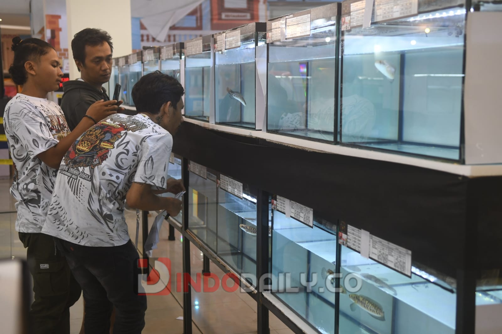 Sebanyak 300 ikan channa atau gabus hias tampil di Sriwijaya Channa Contest di Palembang Indah Mall (PIM), Minggu (29/1/2023).