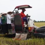 Wakil Bupati OKI, H M Dja'far Shodiq saat melakukan panen raya padi di lahan rawa pasang su