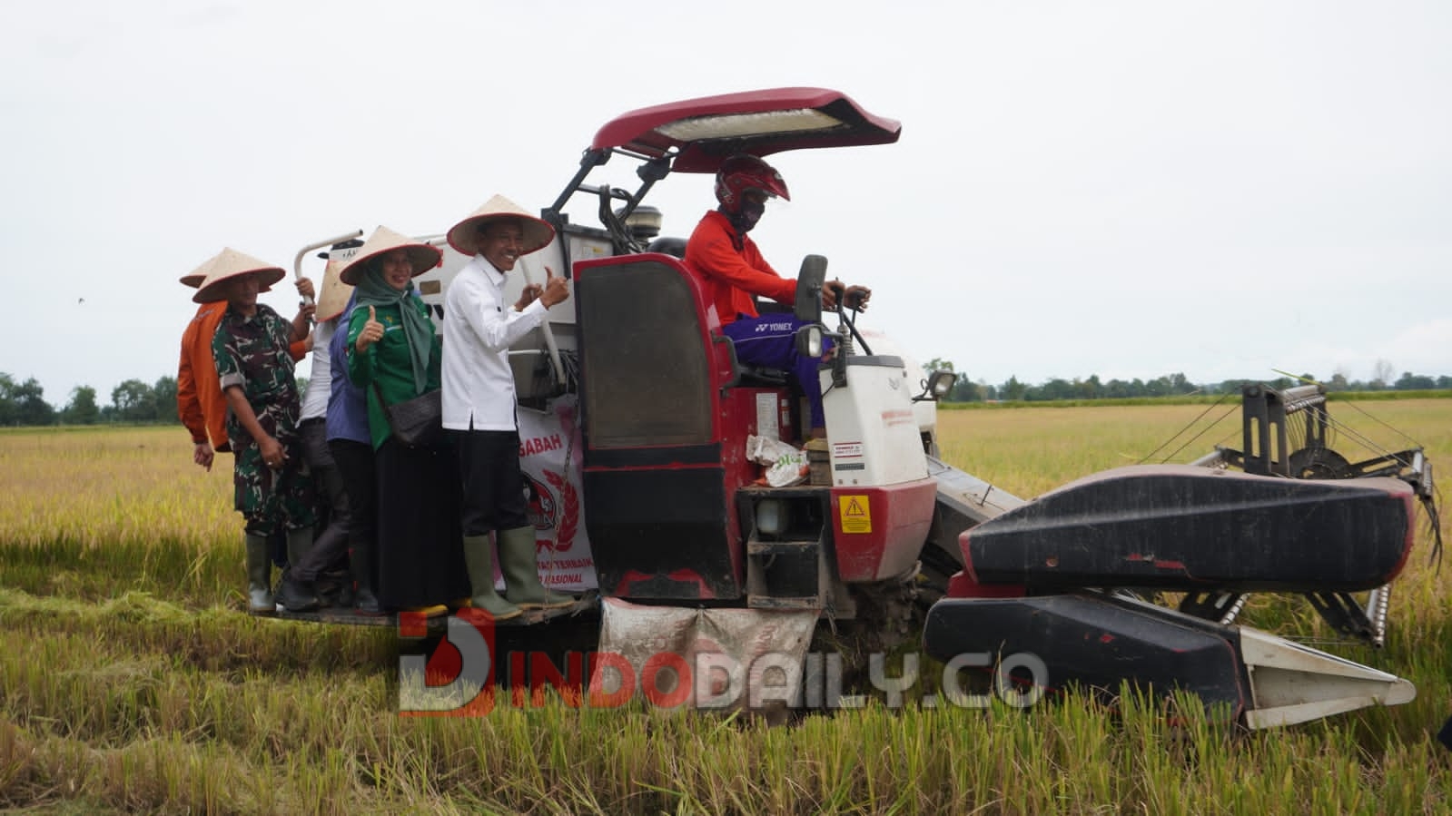 Wakil Bupati OKI, H M Dja'far Shodiq saat melakukan panen raya padi di lahan rawa pasang su