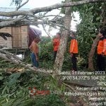Pohon tumbang akibat hujan deras disertai angin kec=ncang di Kabupaten OKI