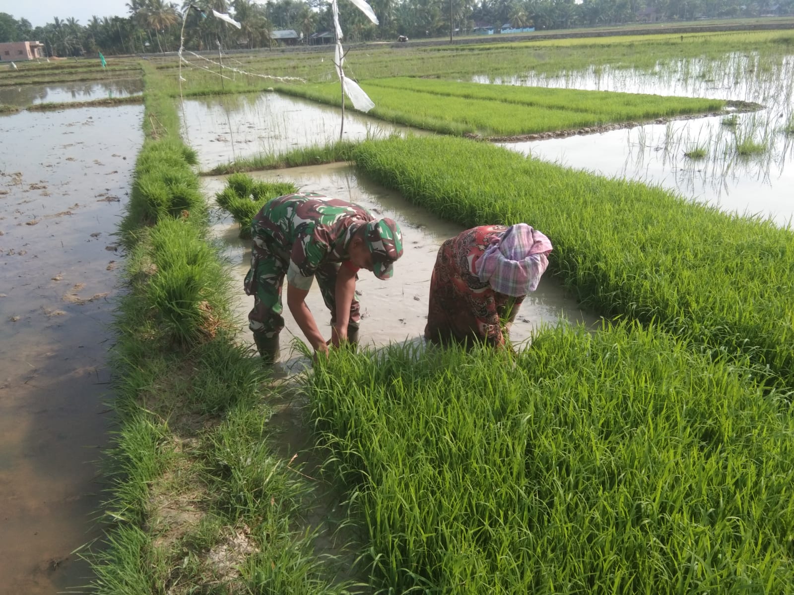Babinsa Ramil 15/Plkb membantu petani “ mencabut bibit padi