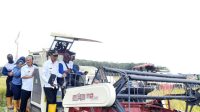 Panen raya di Kabupaten Ogan Komering Ilir (OKI)