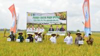 Panen raya padi di Kabupaten OKI