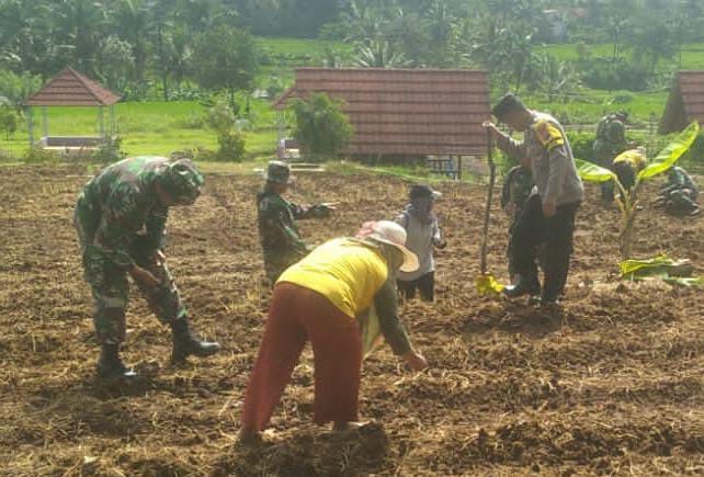 Polsek Cipaku bersama Koramil dan Kecamatan Cipaku melaksanakan program ketahanan di Kampung Bungur Dusun Babakan, Desa Jalatrang