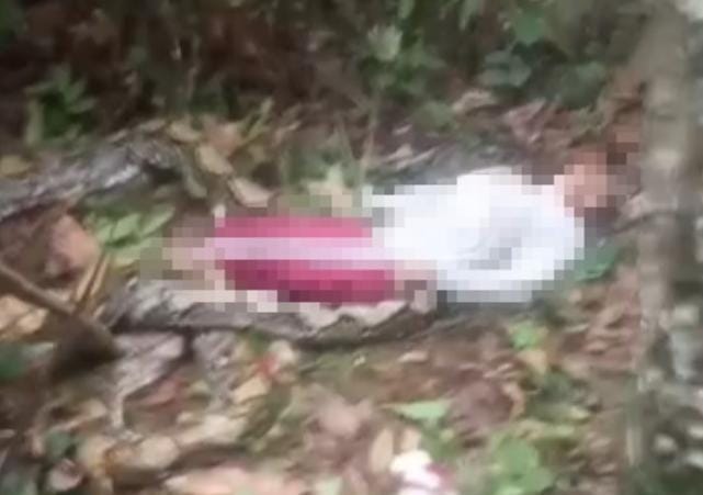 Warga Sukajaya Bayung Lencir Tewas Dililit Ular Sepanjang 6 Meter di Kebun Karet