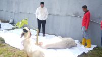 Kemenkumham Sumsel Salurkan 115 Hewan Kurban ke Masyarakat