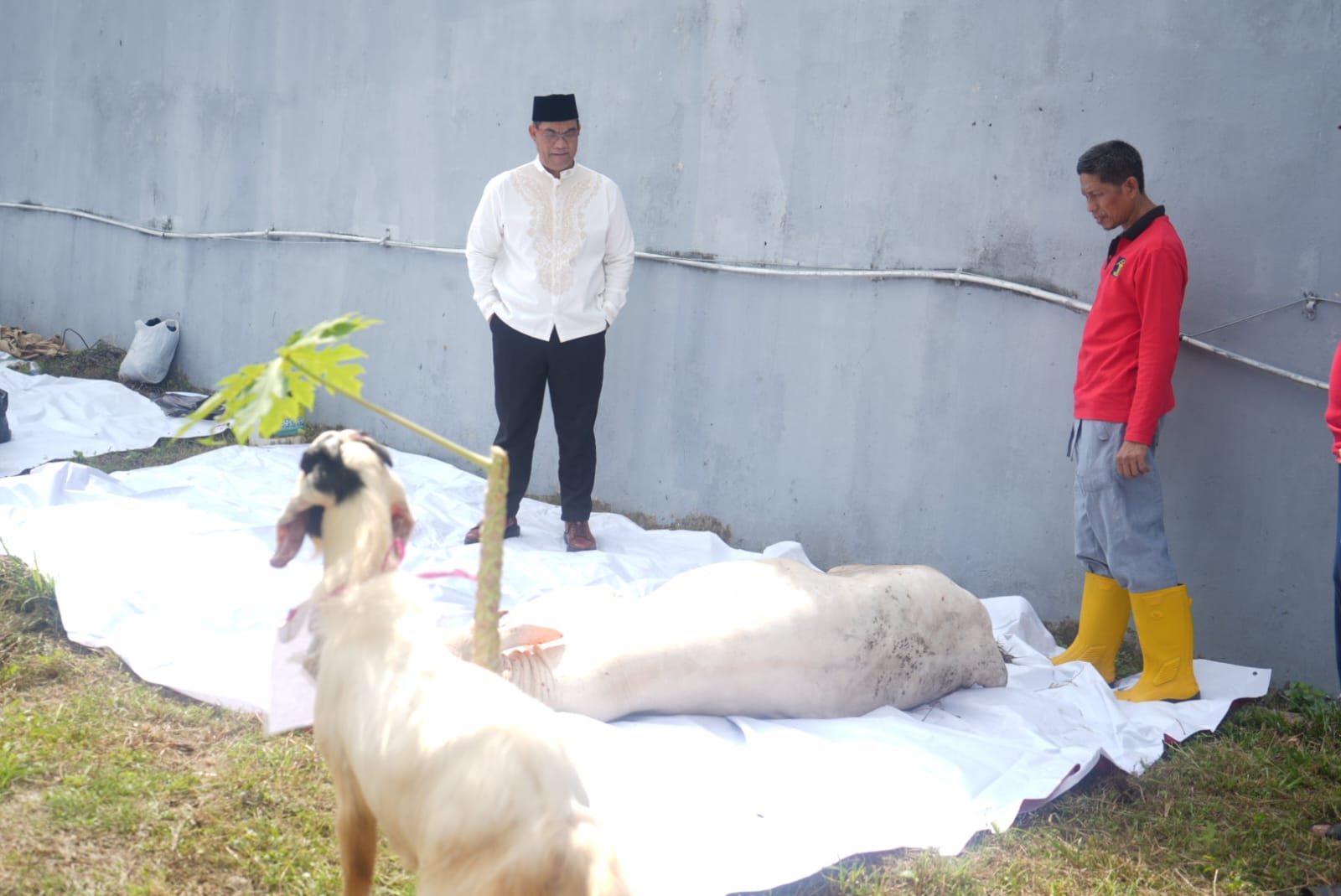 Kemenkumham Sumsel Salurkan 115 Hewan Kurban ke Masyarakat