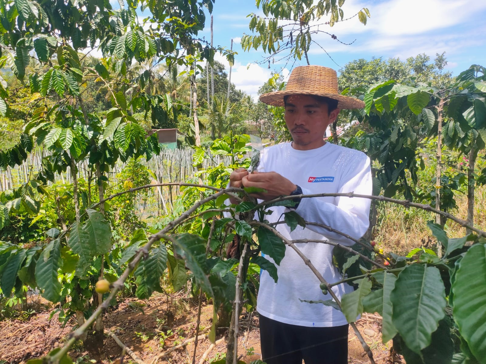 Petani kopi di Lahat, Abi Lababa yang juga penggerak Serambi Literasi dan Petani Kite yang menjadi mitra binaan CSR PT Pertamina Patra Niaga Sumbagsel - Fuel Terminal Lahat (Indodaily.co / Nefri Inge)