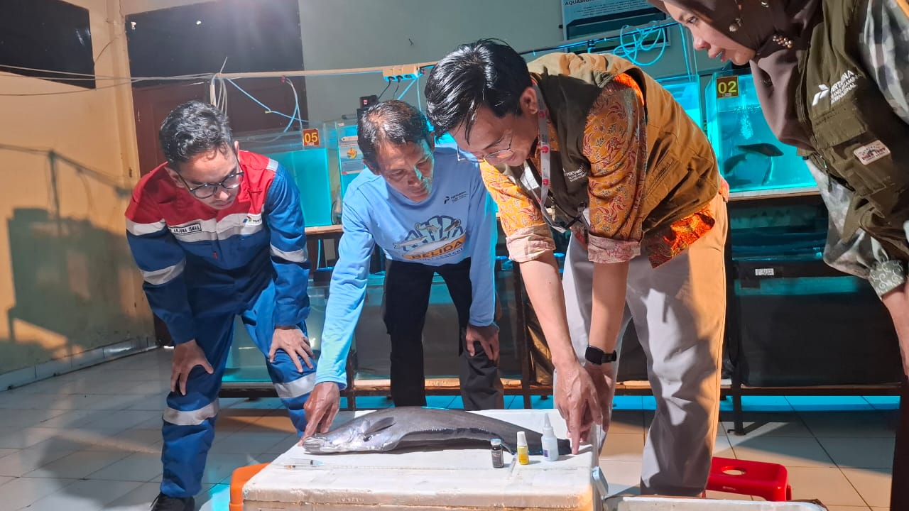 Bobi Muslimin , Peneliti Pusat Riset Zoologi Terapan BRIN saat menjelaskan tentang proses penyuntikan hormon ke ikan belida, untuk memudahkan ikan bertelur (Nefri Inge / Indodaily.co)