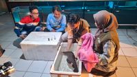 Proses pengangkatan ikan belida Sumatra untuk dilakukan penyuntikan hormon, di ruang budidaya ikan belida di Kampus C Fakultas Perikanan dan Kelautan Universitas PGRI Palembang (Nefri Inge / Indodaily.co) Proses pengangkatan ikan belida Sumatra untuk dilakukan penyuntikan hormon, di ruang budidaya ikan belida di Kampus C Fakultas Perikanan dan Kelautan Universitas PGRI Palembang (Nefri Inge / Indodaily.co)