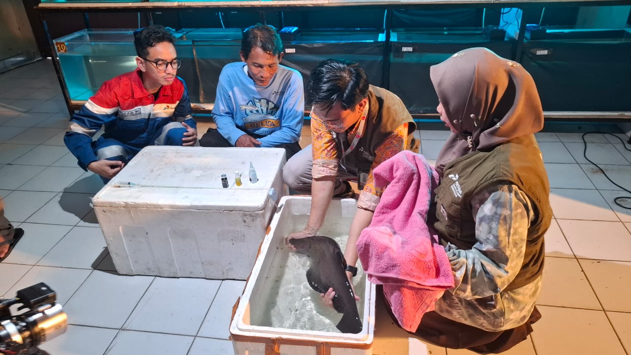 Proses pengangkatan ikan belida Sumatra untuk dilakukan penyuntikan hormon, di ruang budidaya ikan belida di Kampus C Fakultas Perikanan dan Kelautan Universitas PGRI Palembang (Nefri Inge / Indodaily.co) Proses pengangkatan ikan belida Sumatra untuk dilakukan penyuntikan hormon, di ruang budidaya ikan belida di Kampus C Fakultas Perikanan dan Kelautan Universitas PGRI Palembang (Nefri Inge / Indodaily.co)