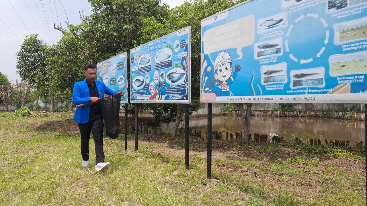 Salah satu mahasiswa Fakultas Perikanan dan Kelautan Universitas PGRI Palembang saat membawa ikan belida dari kolam untuk penyuntikan hormon (Nefri Inge / Indodaily.co)