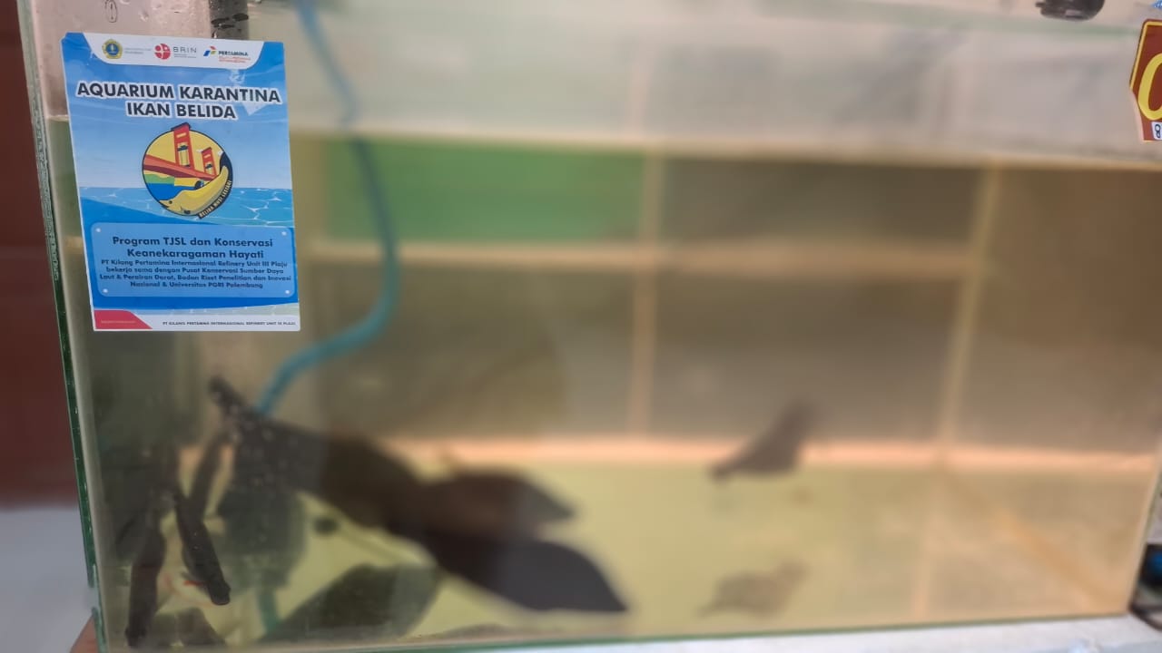 Aquarium karantina ikan belida di Kampus C Fakultas Perikanan dan Kelautan Universitas PGRI Palembang Sumsel (Nefri Inge / Indodaily.co)