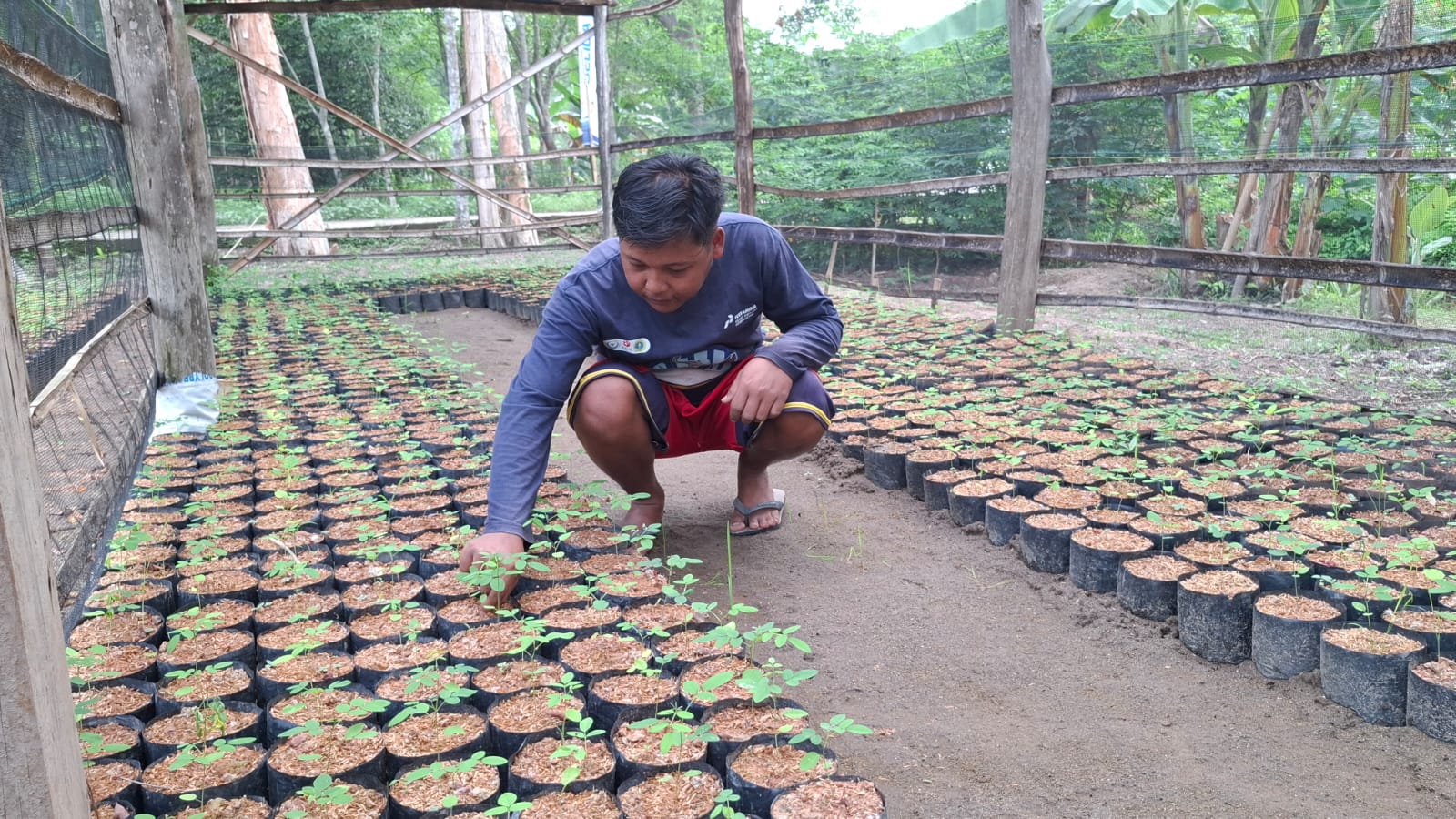Local Hero Pertamina di Kecamatan Banyuasi I Banyuasin, Rival, bertugas membudidaya dan merawat tanaman Indigofera, yang akan dipakai sebagai campuran pakan ikan bernutrisi tinggi (Nefri Inge / Liputan6.com)