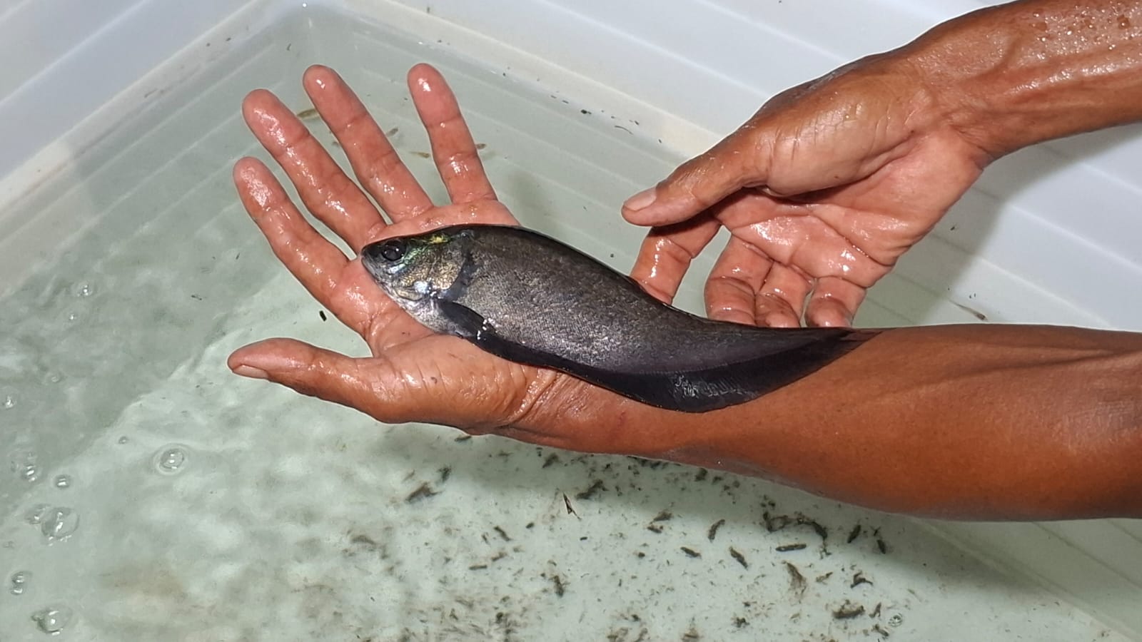 Ikan belida Jawa di hatchery Pokdatan Tunas Makmur Banyuasin Sumsel (Nefri Inge / Indodaily.co)