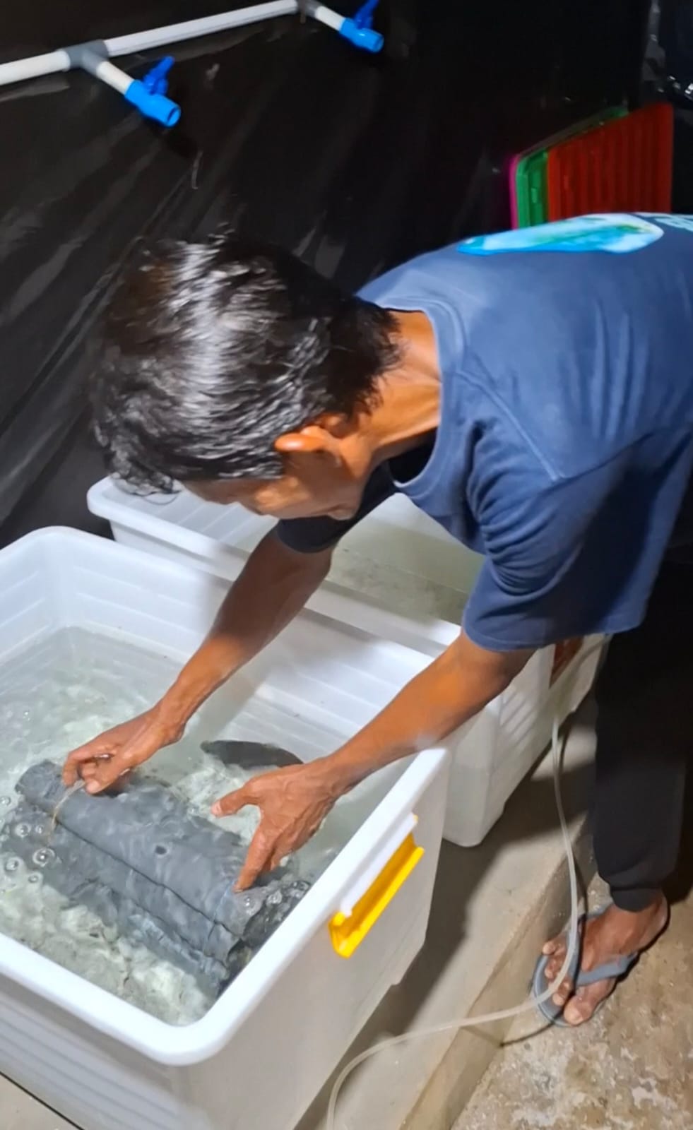 Pemasangan pipa agar memudahkan ikan belida bertelur dengan kondisi gelap, yang menjadi cara rekayasa seperti kondisi alam, yang dilakukan Yudi, Local Hero Pertamina di Kecamatan Banyuasin I di dalam ruangan Hatchery ikan belida (Nefri Inge / Indodaily.co)