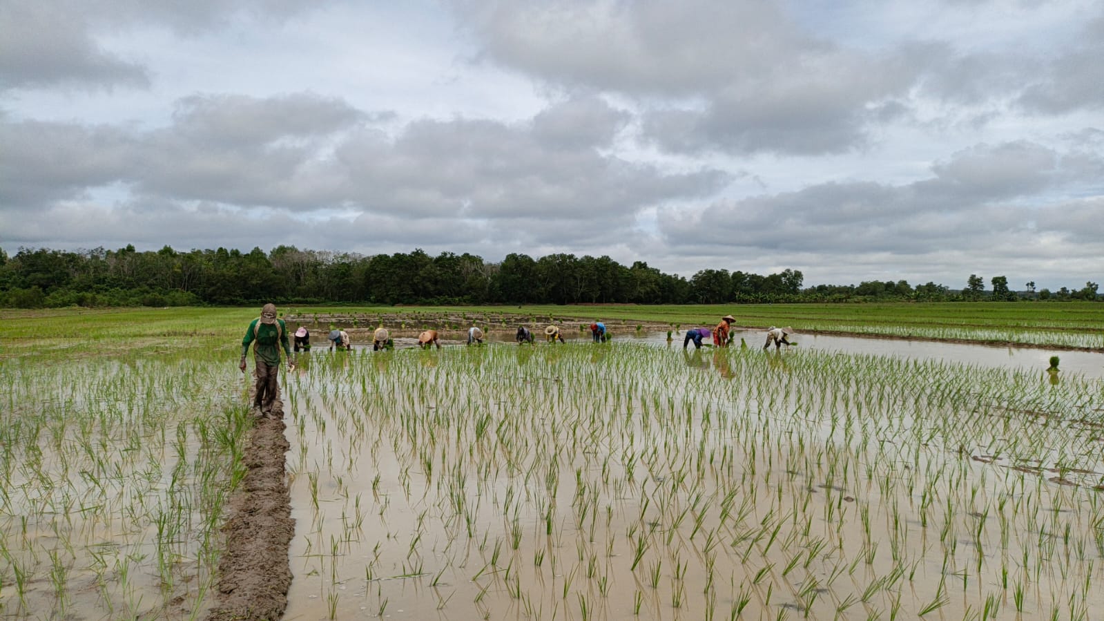 Kisah sukses klaster lumbung pangan Bhakti Tani di Palembang, tumbuh bersama BRI melalui Program Klasterku Hidupku (Dok. Humas BRI)